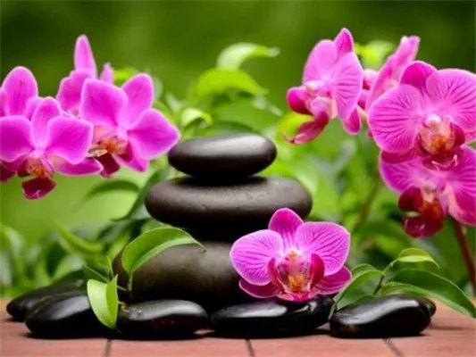 5D Diy Diamond Painting Kit,  Orchids & Stones, Full Square Diamond