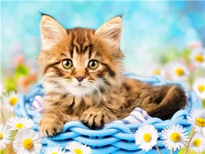 Basket Kitten | DIY Animal Diamond Painting Kit | Full Round/Square Drill Rhinestone Embroidery | Playful Kitten Portrait