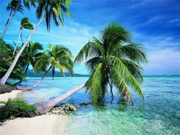 Beautiful Beach Scenery | Scenic Diamond Painting Kit | Full Square/Round Rhinestone Embroidery | Palm Trees Ocean