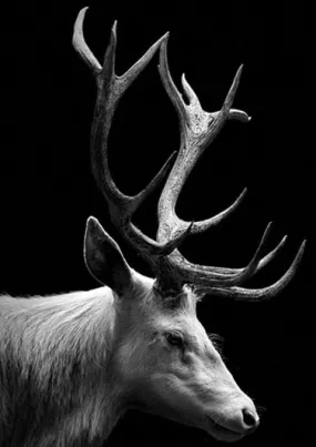 Black And White Deer Diamond Painting | DIY Animal Diamond Kit | Full Square/Round Drill 5D Rhinestones | Profile Buck Doe Fawn Antlers