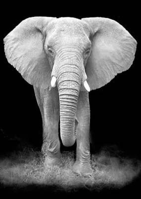 Black And White Elephant Diamond Painting | DIY Animal Diamond Kit | Full Round/Square Drill 5D | Ears Tusk Trunk