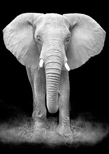 Black And White Elephant Diamond Painting | DIY Animal Diamond Kit | Full Round/Square Drill 5D | Ears Tusk Trunk