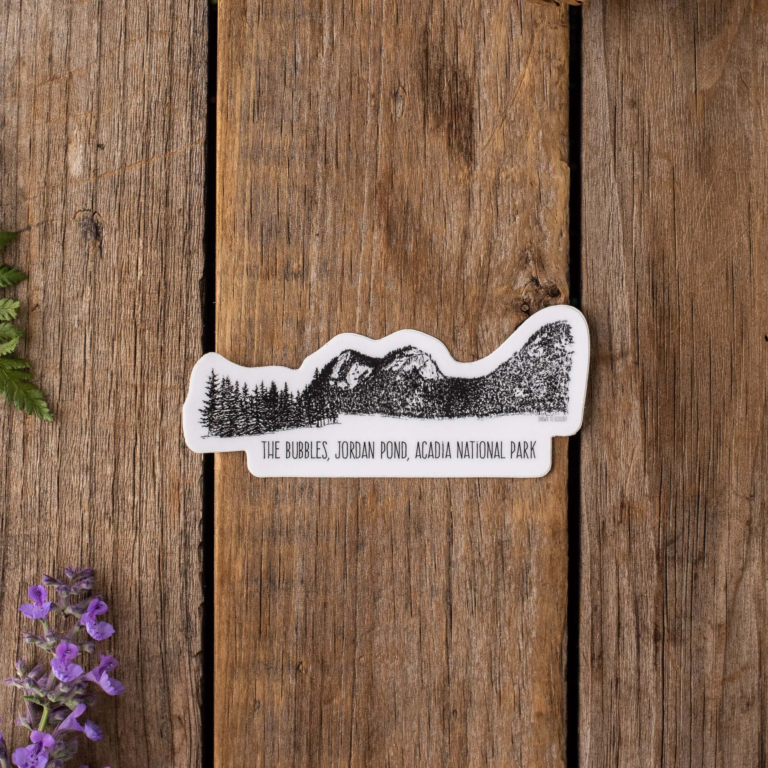 Bubbles, Acadia National Park Ink Sticker