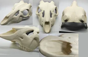 Skeletal Deer Upper Jaw Mask