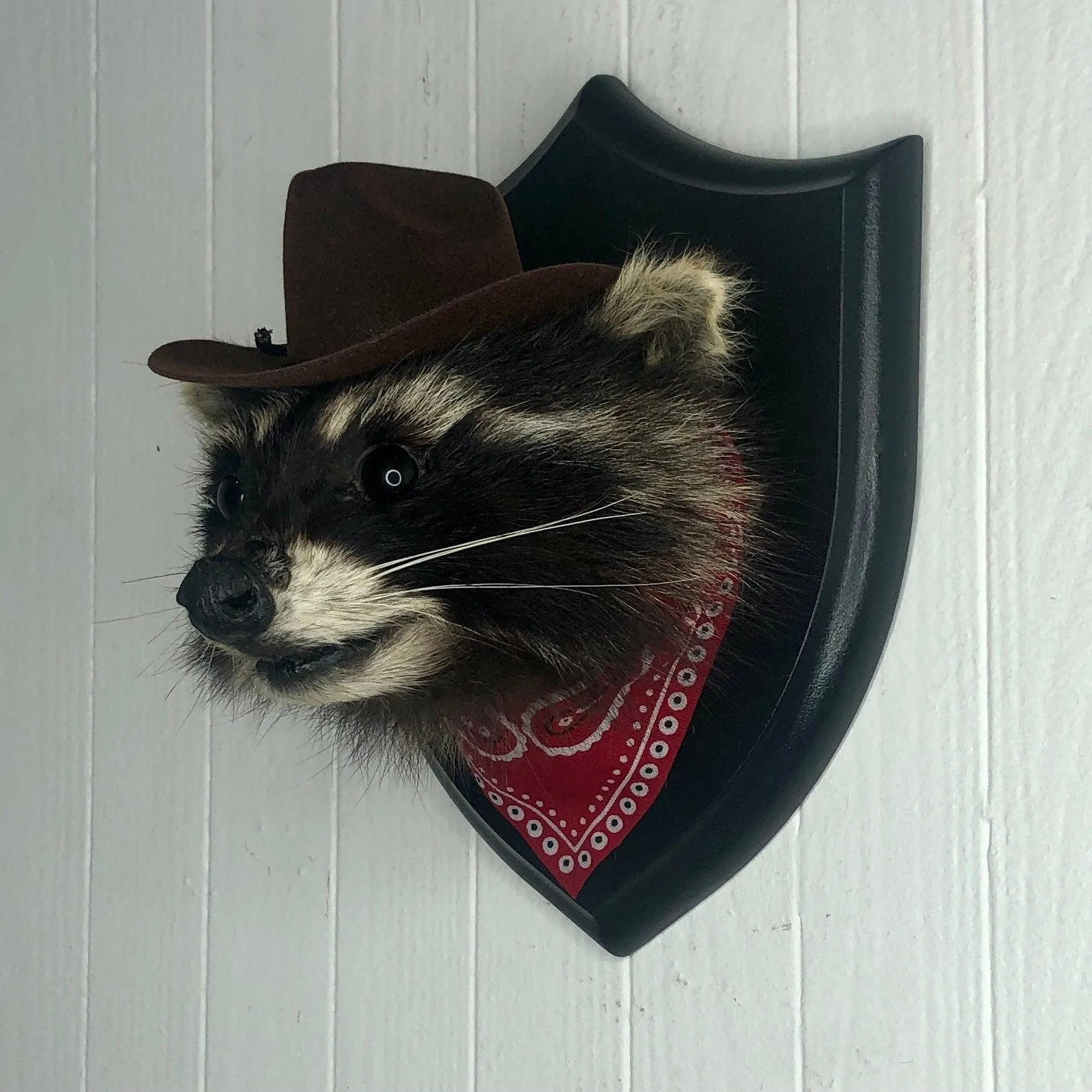 Taxidermy Cowboy Raccoon Head Mount