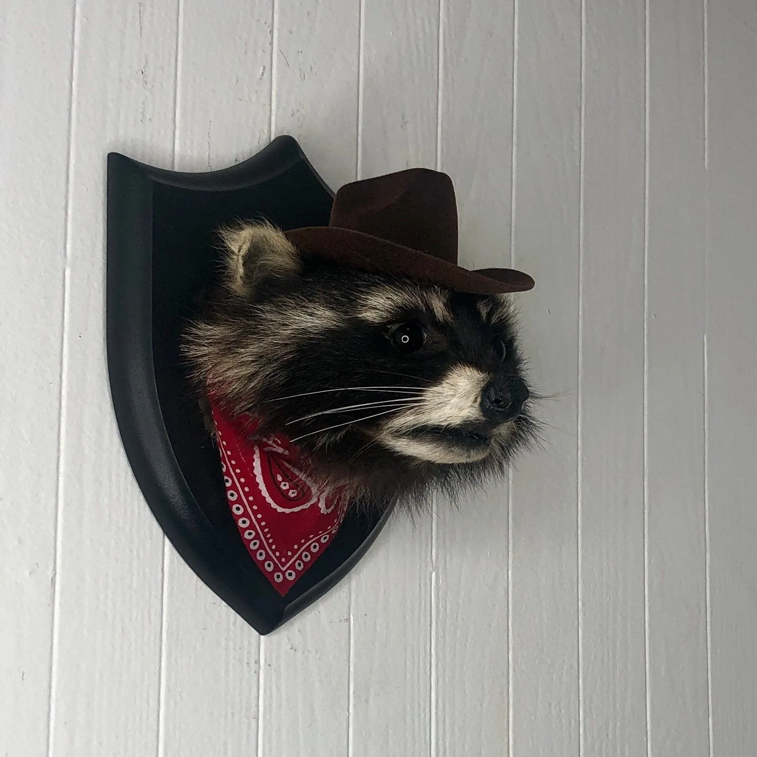 Taxidermy Cowboy Raccoon Head Mount
