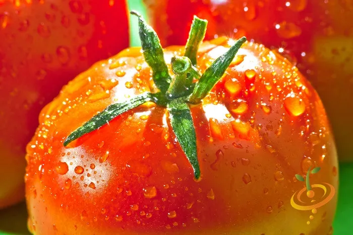 Tomato - VR Moscow (Determinate)
