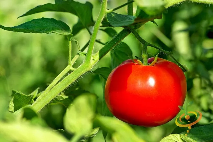 Tomato - VR Moscow (Determinate)