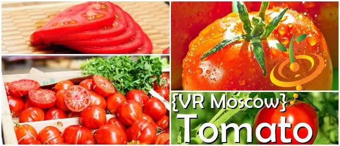 Tomato - VR Moscow (Determinate)